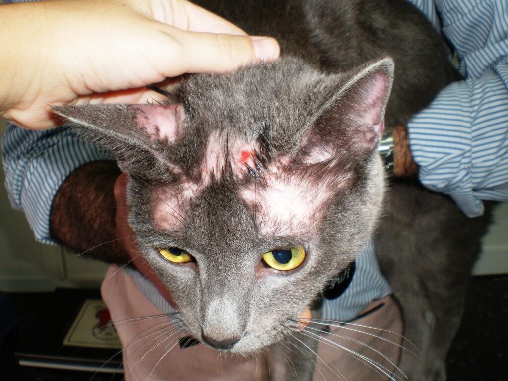 enfermedades-gatos-piel