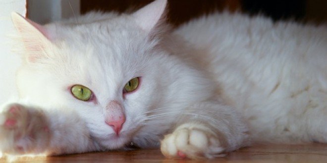 gato-angora