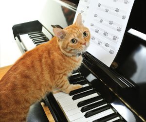 gato-piano