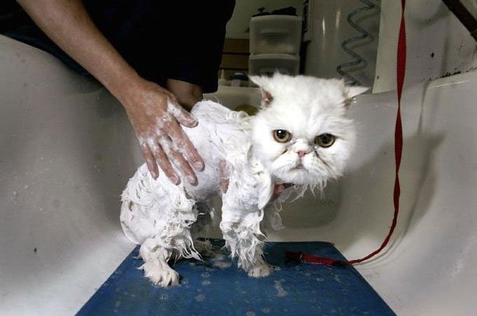 gatos-bañar