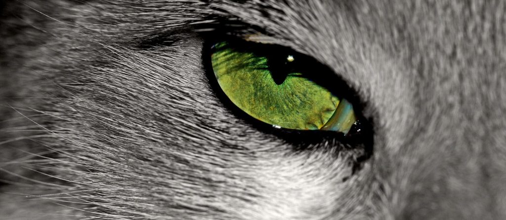 ojos-gatos