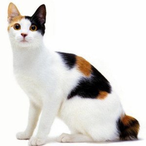 gato-rabon-japones