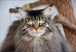maine-coon