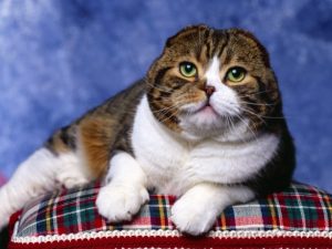 gato-scottish-fold