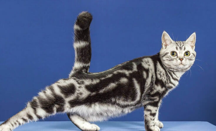 gato-american-shorthair