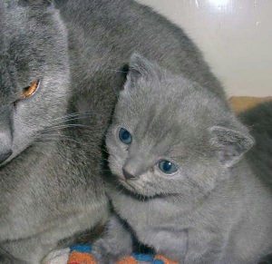 gato-azul-ruso
