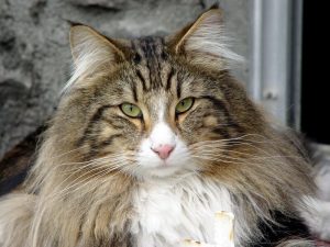gato-bosque-noruega