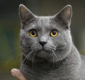 gato-chartreux