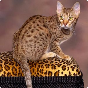 ▷ Gatosmiau.com | El gato Ocicat: Un fiel gatito con apariencia salvaje